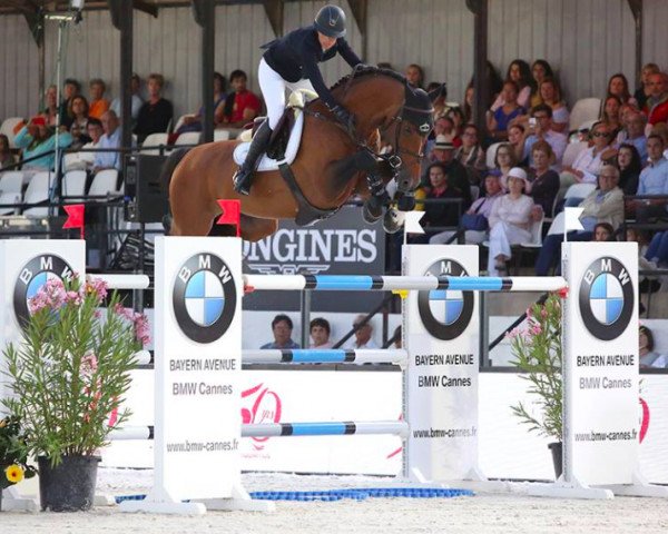 stallion Bacardi VDL (KWPN (Royal Dutch Sporthorse), 2006, from Corland)