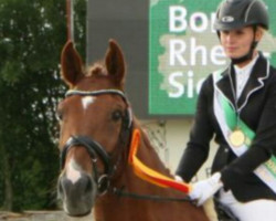 dressage horse Graciello 3 (Latvian Warmblood, 2006, from Geliuss)