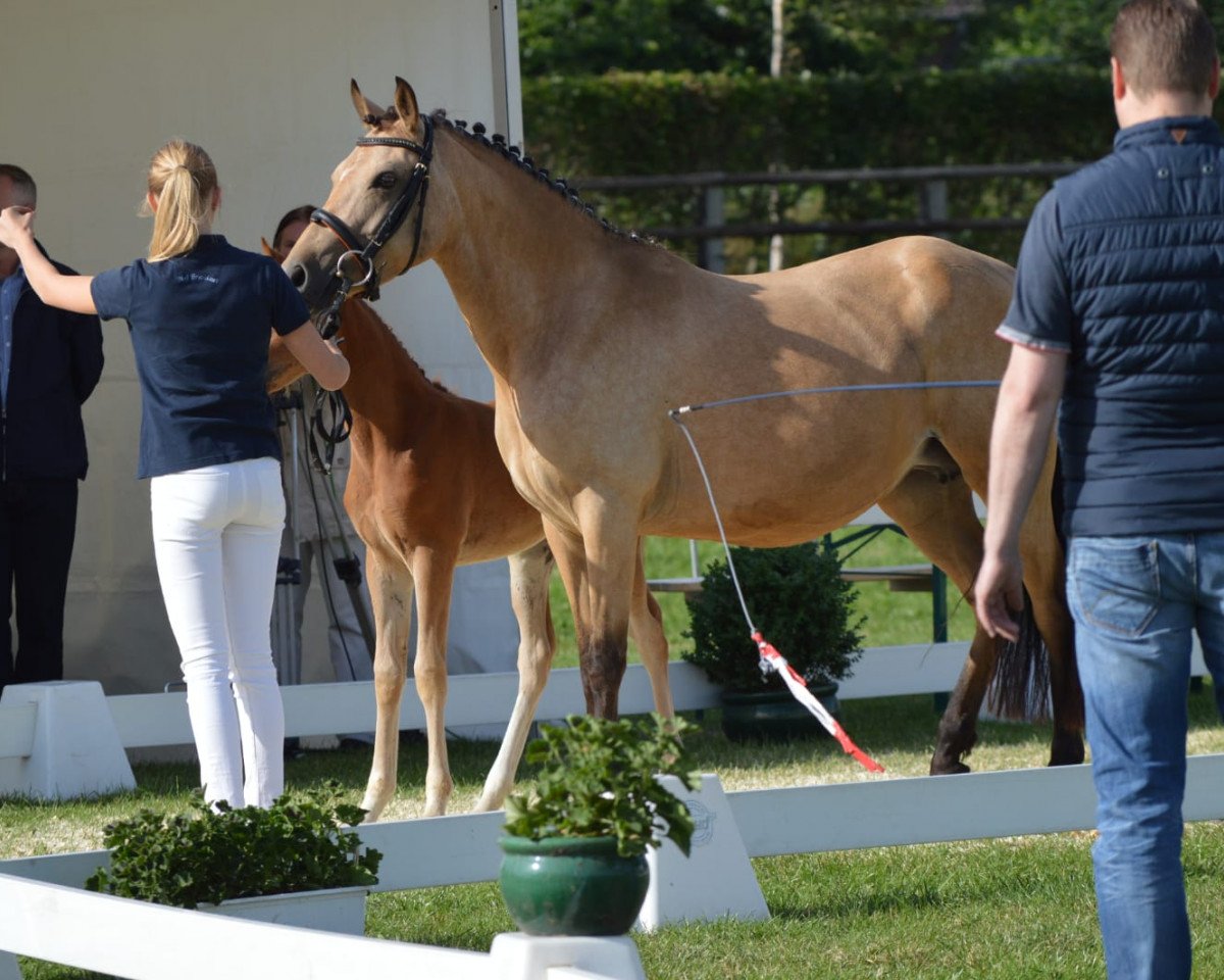 broodmare Cinderella (German Riding Pony, 2012, from NK Cyrill)