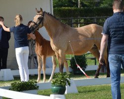 Zuchtstute Cinderella (Deutsches Reitpony, 2012, von NK Cyrill)