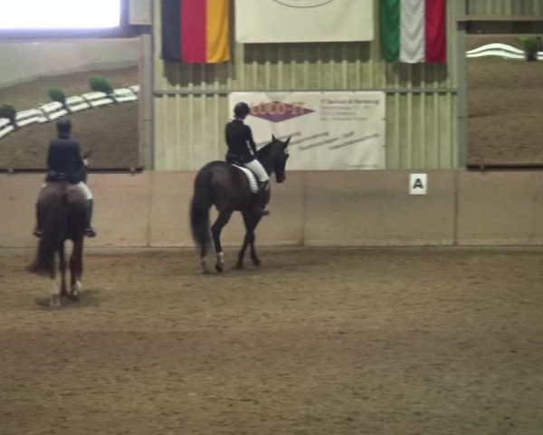 Reitturnier Bonn - Gut Ettenhausen 2017