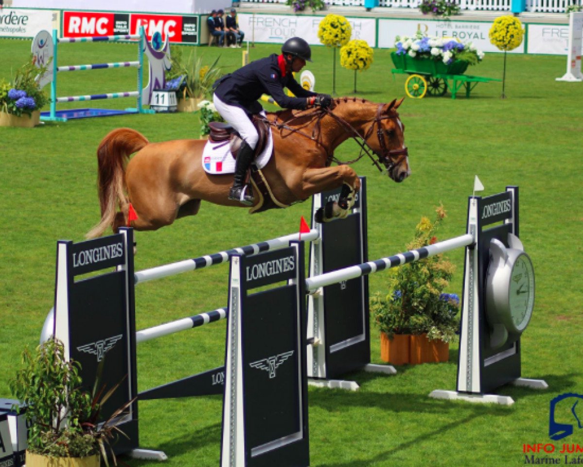 jumper Saxo de La Cour (Selle Français, 2006, from Dollar de la Pierre)