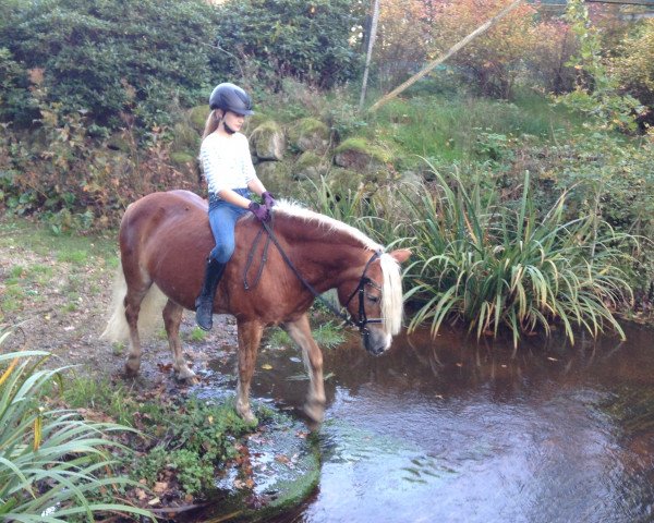 Zuchtstute Nicki Vital (Haflinger, 1994, von Alhi Vital)