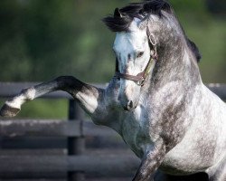 Deckhengst Graydar xx (Englisches Vollblut, 2009, von Unbridled's Song xx)