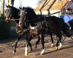 broodmare Lilyfee (Mecklenburg, 2009, from Luxor v. Ganschow)