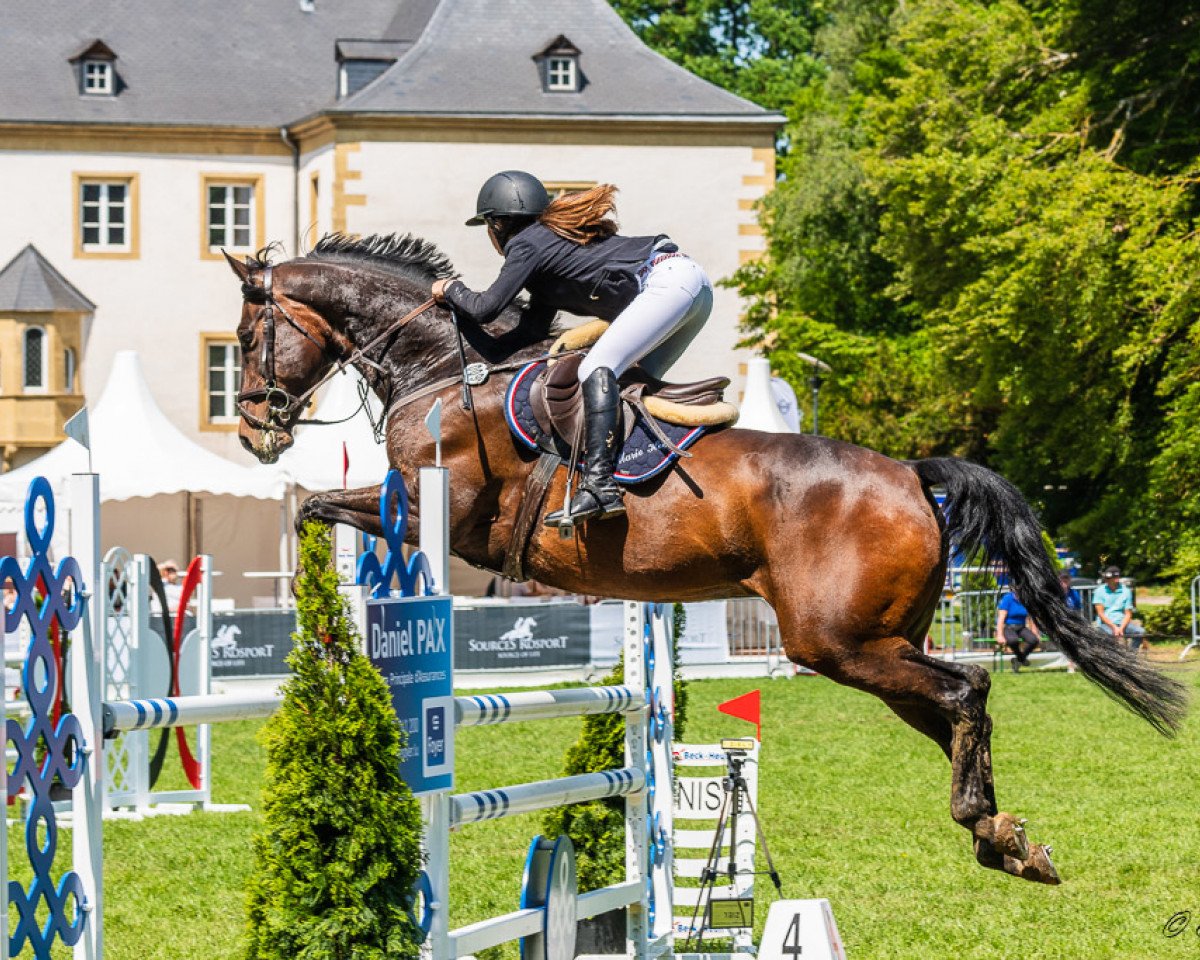 jumper Balladeer Promise (Irish Sport Horse, 2006, from Colin Diamond)