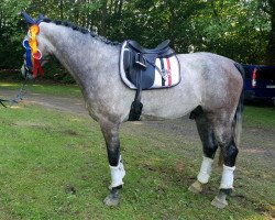 dressage horse Cloudcatcher SB (Westphalian, 2012, from Cristallo II)