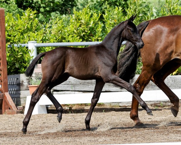 dressage horse Lakriz (Trakehner, 2021, from Helium)