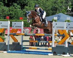 stallion Vincenzo NRW (German Riding Pony, 2012, from Vincent)