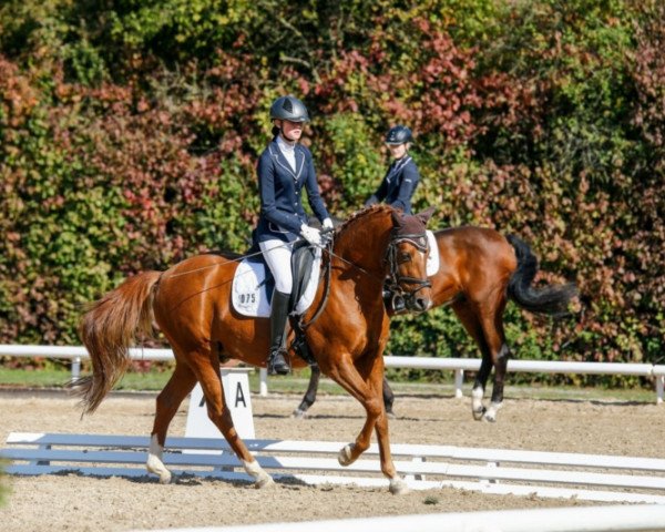 dressage horse Juicy Fruit (German Riding Pony, 2005, from Joker)