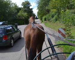 horse Ruba (polish noble half-breed, 2003, from Rydwan)