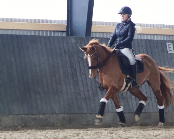 dressage horse Jet Jelly M (German Riding Pony, 2008, from Holsteins Wellness)