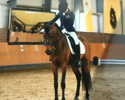 dressage horse Mumpitz N (German Riding Pony, 2008, from Mentos)