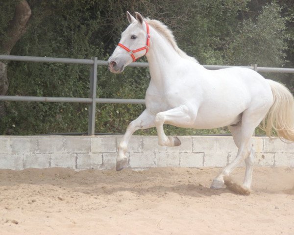 Pferd MUSCAT (Andalusier,  )