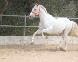 horse Muscat (Andalusier,  )