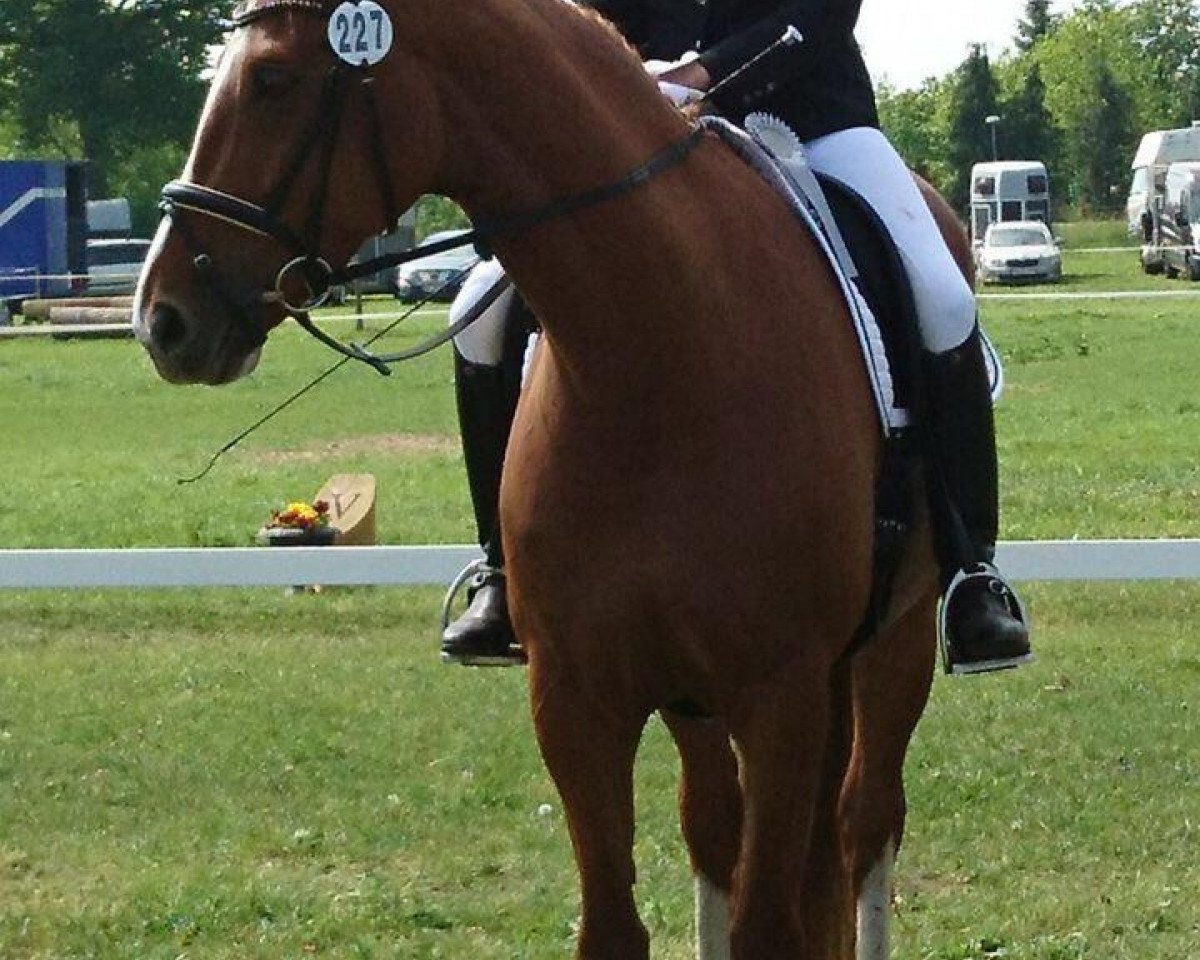 dressage horse Peu á Peu (Westphalian, 2009, from Peking)