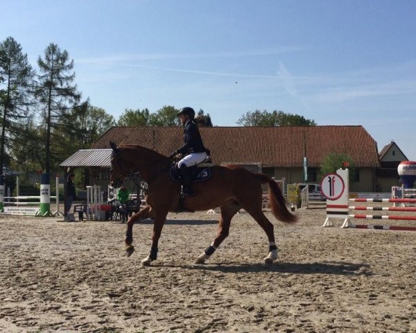 jumper Pauline D (German Sport Horse, 2012, from Prominenz)