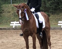 dressage horse Scagliari (Hanoverian, 2014, from Scuderia)