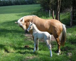 broodmare ST a Samantha (German Riding Pony, 2004, from Highway N)