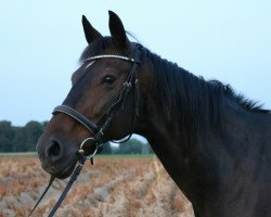 dressage horse Velingtons (unbekannt, 1997, from Vāgners)