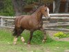 broodmare Lutra Riana (Welsh-Cob (Sek. D), 2008, from Randeck Tristan)