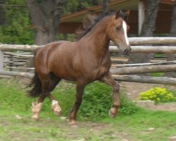 Zuchtstute Lutra Riana (Welsh-Cob (Sek. D), 2008, von Randeck Tristan)