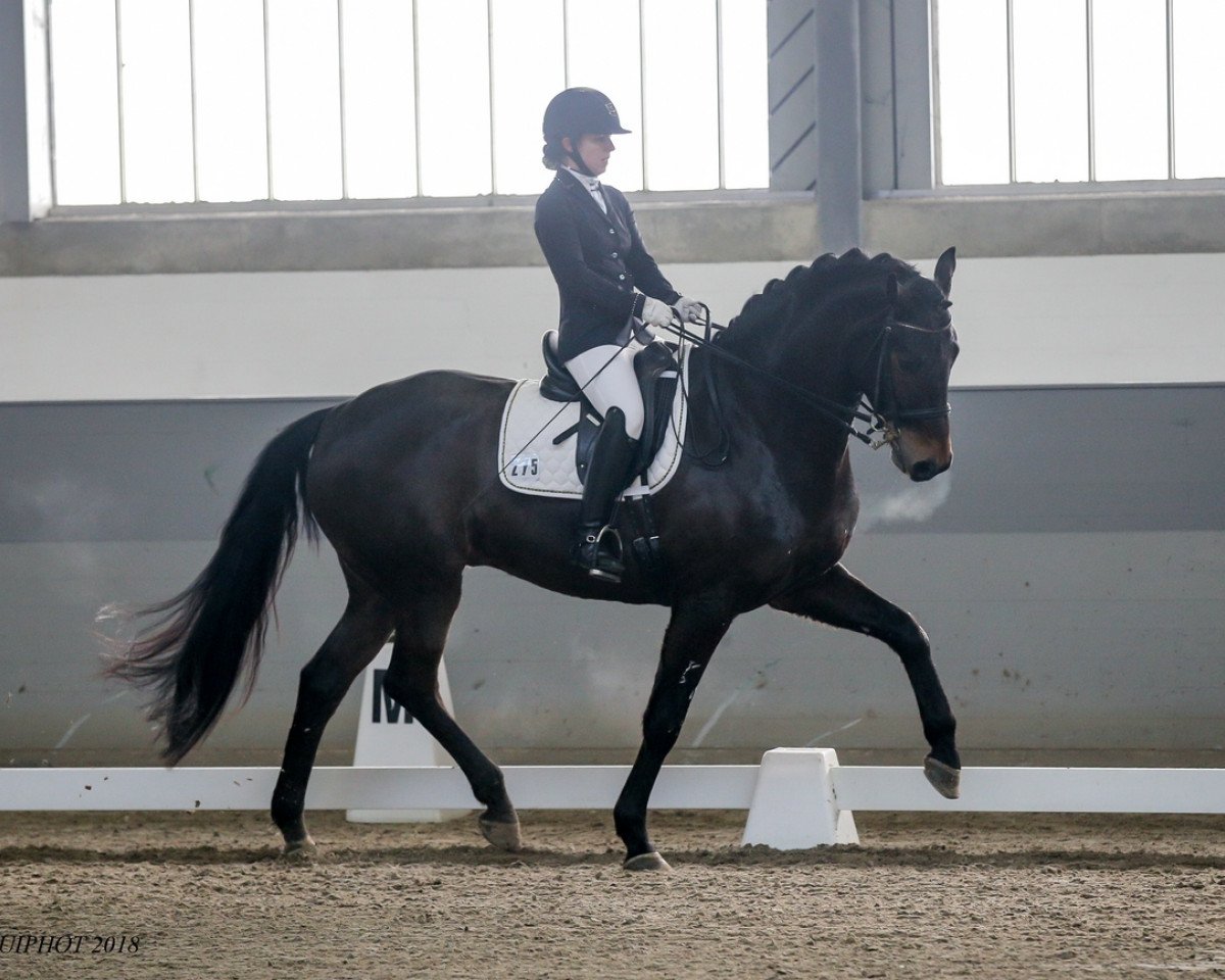 dressage horse Rosché HR (Hanoverian, 2011, from Blue Hors Romanov)