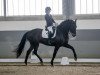 dressage horse Rosché HR (Hanoverian, 2011, from Glock's Romanov)