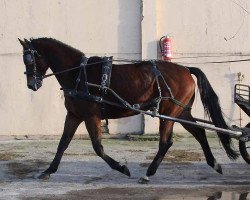 Pferd Godna (Polnisches Warmblut, 2010)