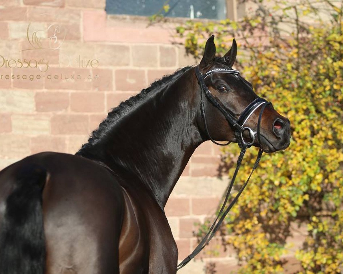 stallion Furst Florianus (Hanoverian, 2014, from Florentinus V 219 FIN)