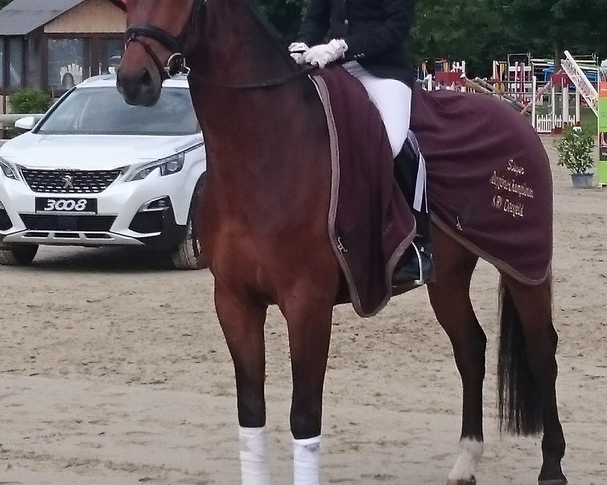 Dressurpferd Insterroch V (Rheinländer, 2013, von Instertanz V 241 FIN)