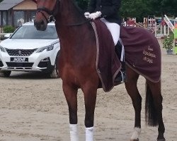 dressage horse Insterroch V (Rhinelander, 2013, from Instertanz V 241 FIN)