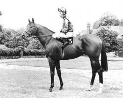 stallion Karabas xx (Thoroughbred, 1965, from Worden xx)