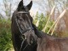 dressage horse Sir Salem (Hanoverian, 2013, from Spörcken)