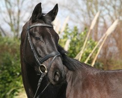 dressage horse Sir Salem (Hanoverian, 2013, from Spörcken)