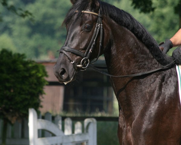 broodmare EVERDALE´S FOLLII (Hanoverian, 2015, from Everdale)