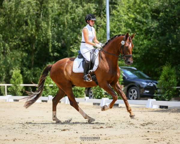 dressage horse Limoges M (Hanoverian, 2013, from Henglein's Licosto)