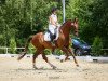 dressage horse Limoges M (Hanoverian, 2013, from Henglein's Licosto)