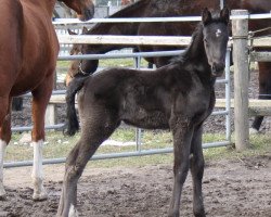 broodmare Fanta Esmeralda (Hanoverian, 2018, from Fantastic)