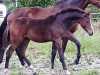 dressage horse Bon Coeur's Bon Charmeur (Hanoverian, 2017, from Bon Coeur)