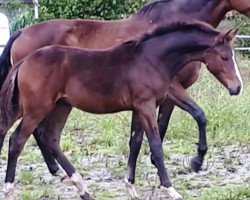 dressage horse Bon Coeur's Bon Charmeur (Hanoverian, 2017, from Bon Coeur)