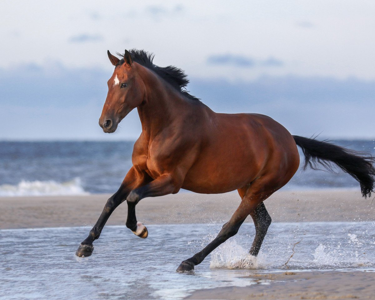 dressage horse Sacre Fleur 6 (Westphalian, 2009, from Spielberg)
