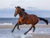 dressage horse Sacre Fleur 6 (Westphalian, 2009, from Spielberg)