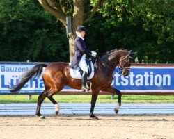 dressage horse Cipriano 2 (Holsteiner, 2003, from Carpaccio)