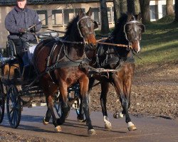 Pferd Grande (Trakehner, 2010, von Perechlest)