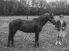 Zuchtstute Barrow Glide-On (New-Forest-Pony, 1950, von Nomansland Glider)