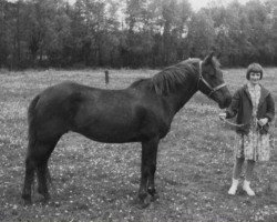 Zuchtstute Barrow Glide-On (New-Forest-Pony, 1950, von Nomansland Glider)