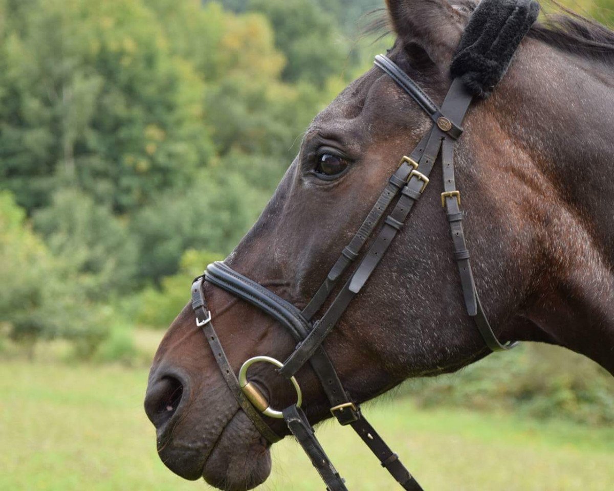 broodmare Bo 27 (Westphalian, 1992, from Bartok)