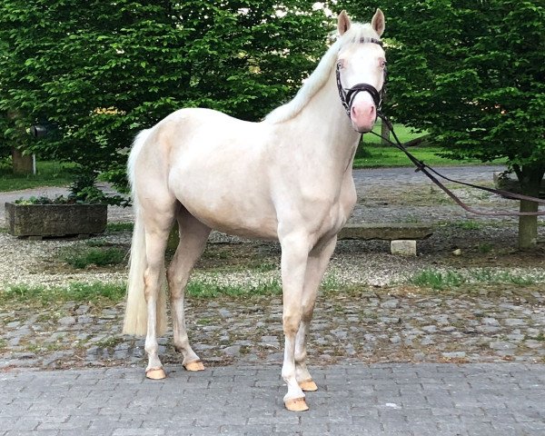 Pferd Cara Mia (Deutsches Reitpony,  )