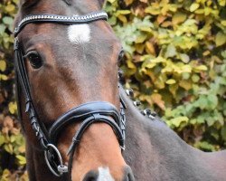 dressage horse Carl PR (Hanoverian, 2011, from Crazy Classic)